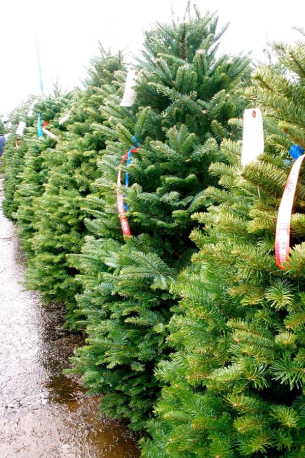 how to keep a live Christmas tree fresh