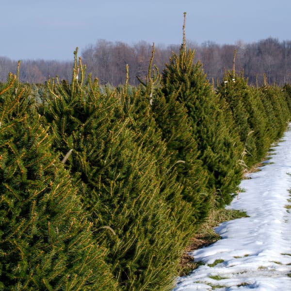 how to keep a live Christmas tree fresh