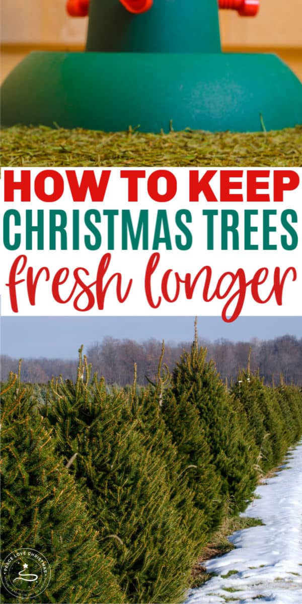 how to keep a live Christmas tree fresh