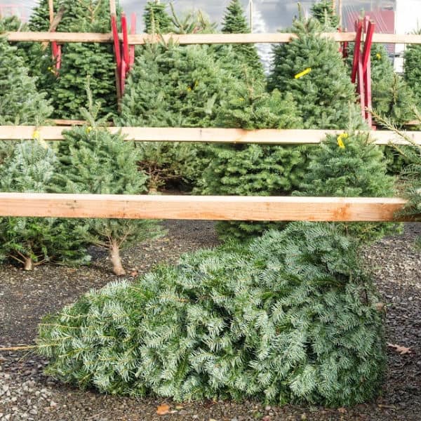 how to keep a live Christmas tree fresh longer