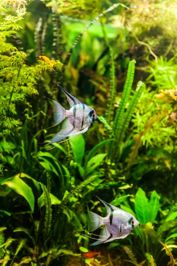 Gift Ideas for Aquarium Owners