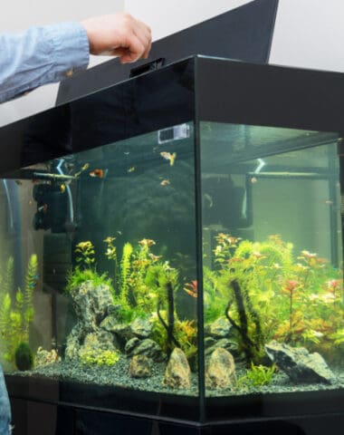 gift ideas for fish tank owners