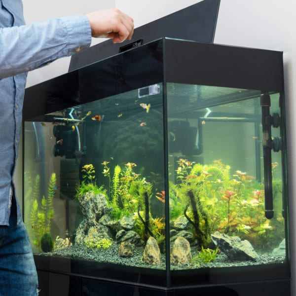 Gift Ideas for Aquarium Owners