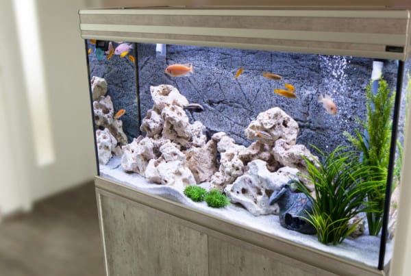 Gift Ideas for Aquarium Owners