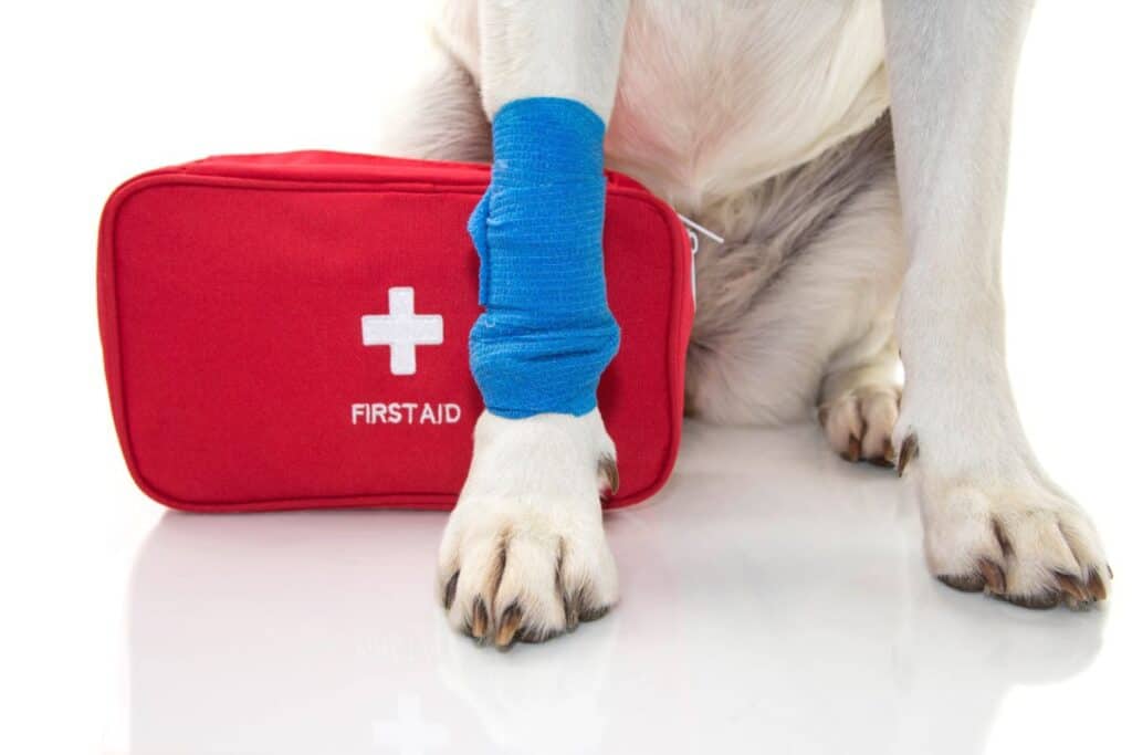 dog with a wrapped leg by a first aid kit