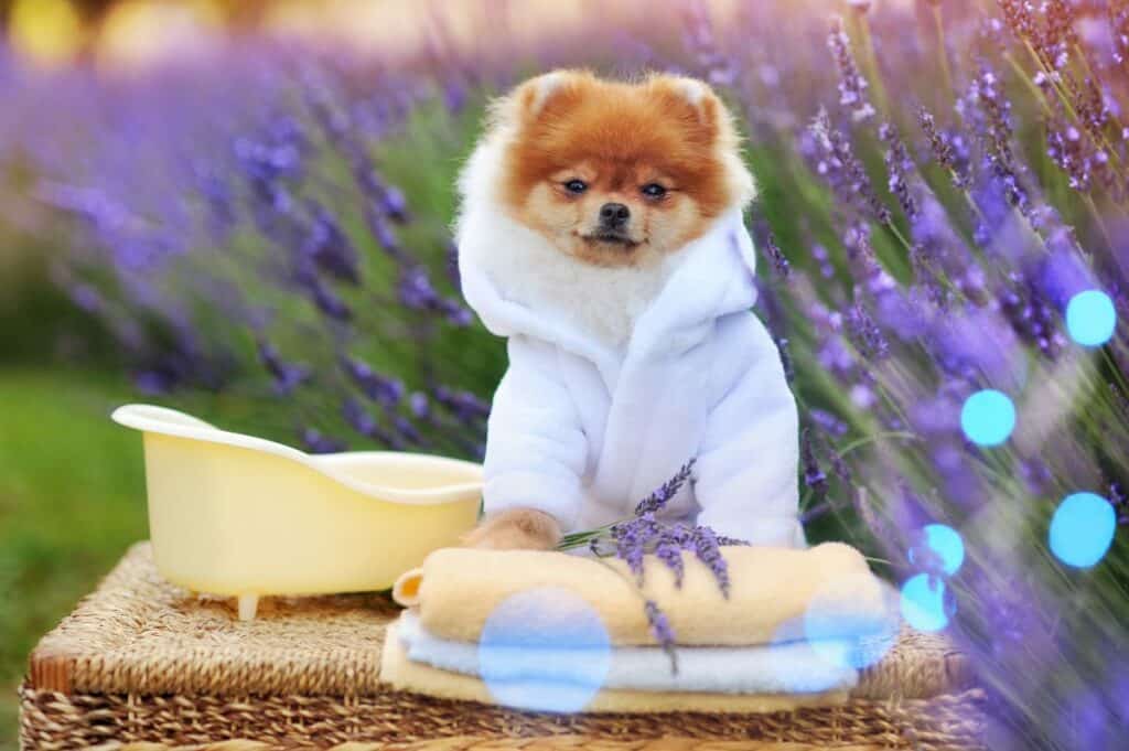 small fluffy dog wearing a bathrobe