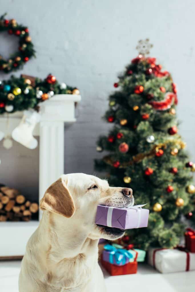 lab dog with a small gift in its mouth by a Christmas tree