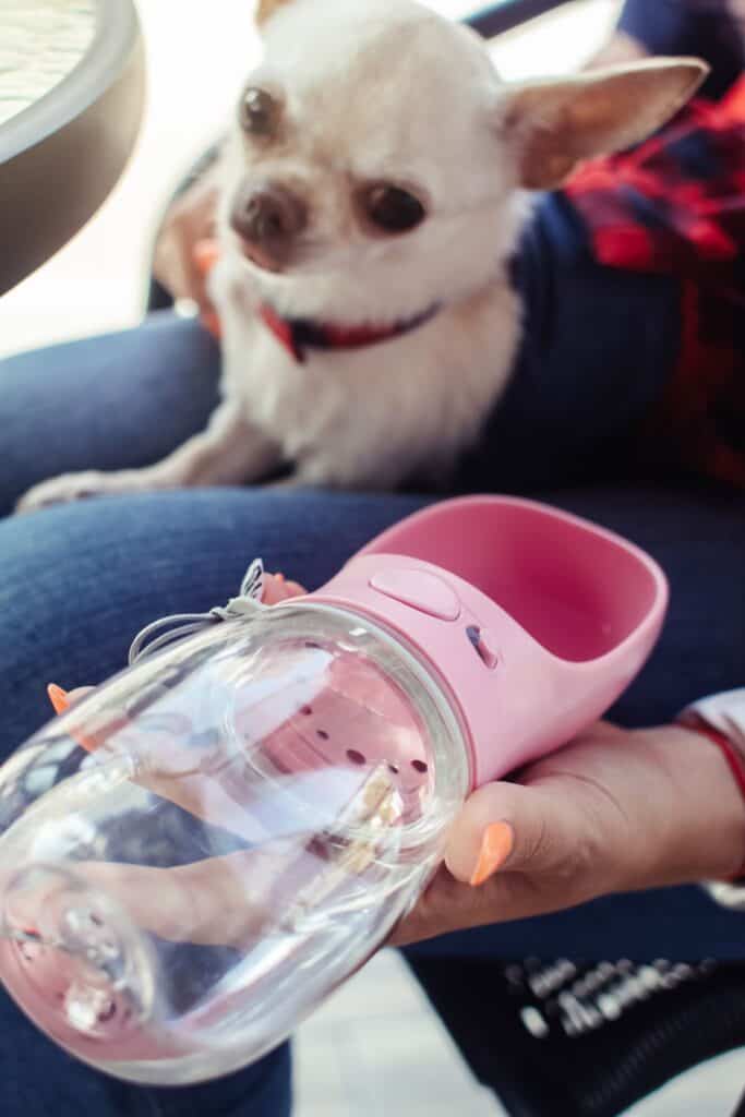 portable water bottle for a dog and a tiny dog