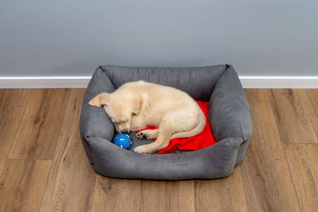 puppy asleep in a gray dog bed