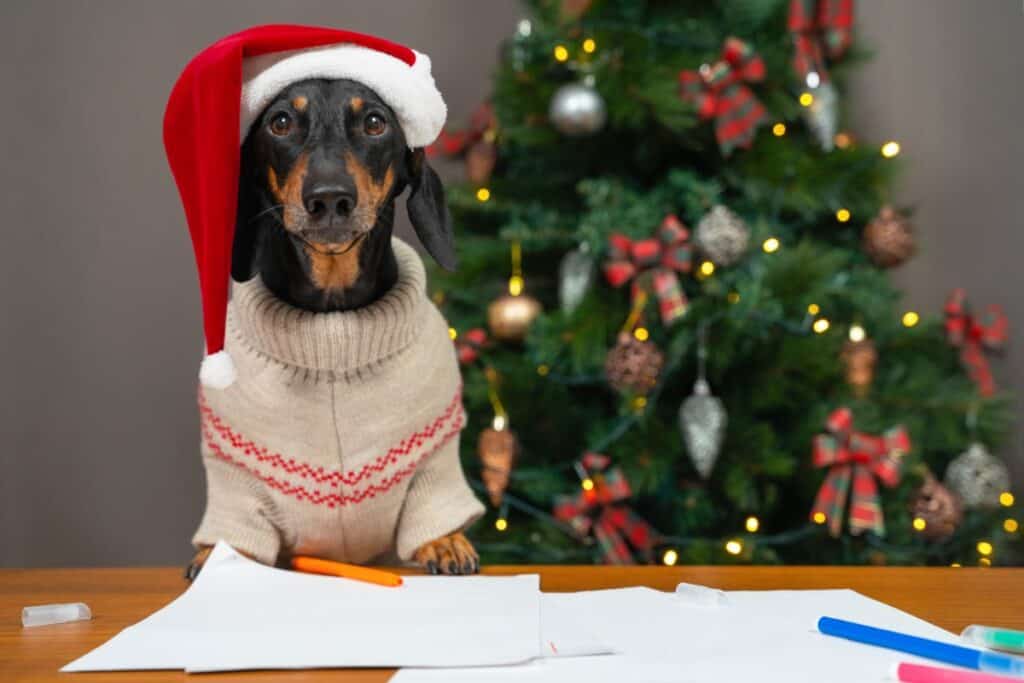 dachshund with a santa hat and sweater on