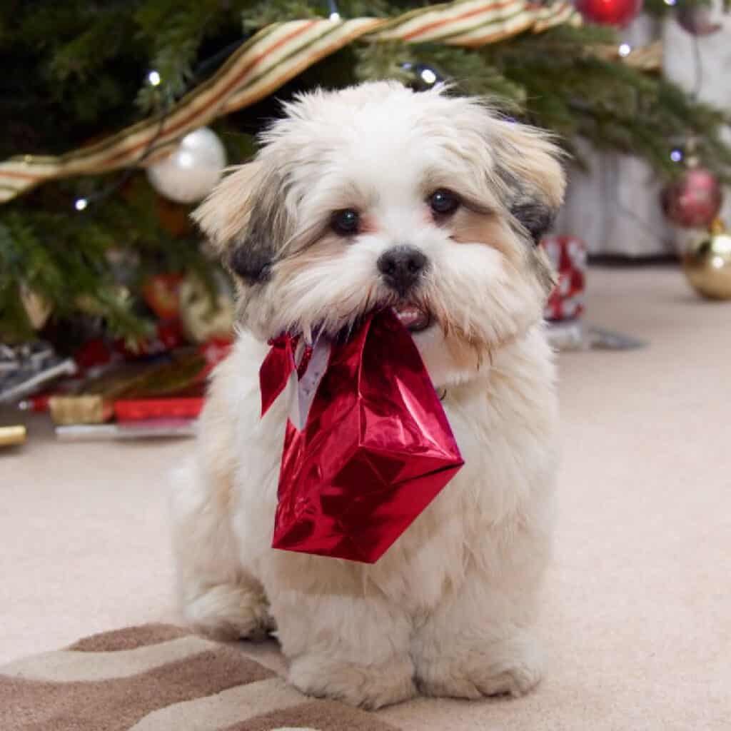 small dog holding a gift bag in his mouth