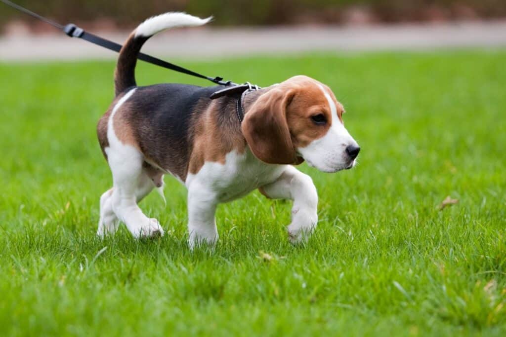 puppy walking on leash