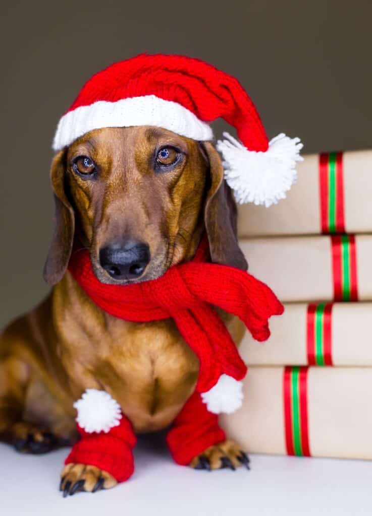 dachshund dog with scarf and santa hat