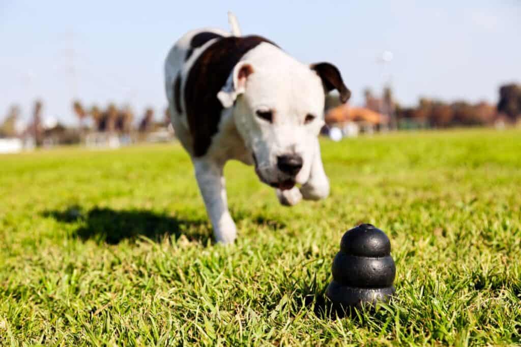 dog outside running for a kong toy