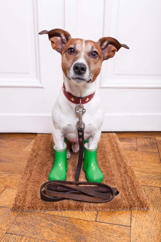 dog wearing rain boats with a leash on