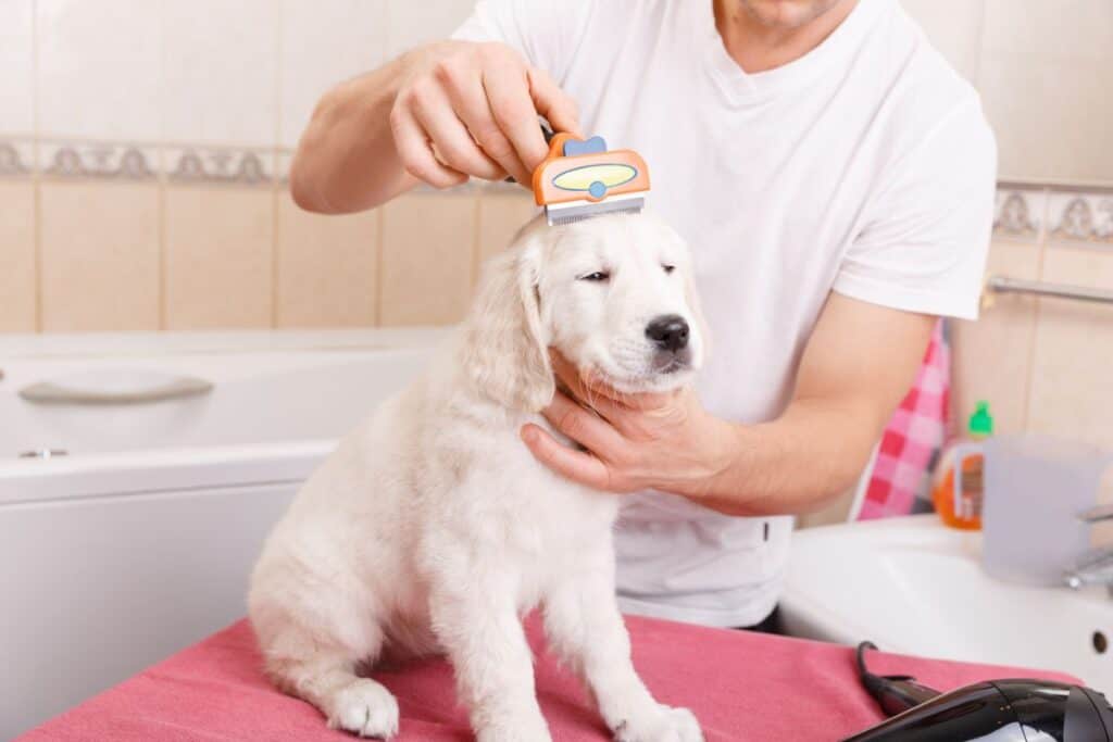 puppy being brushed