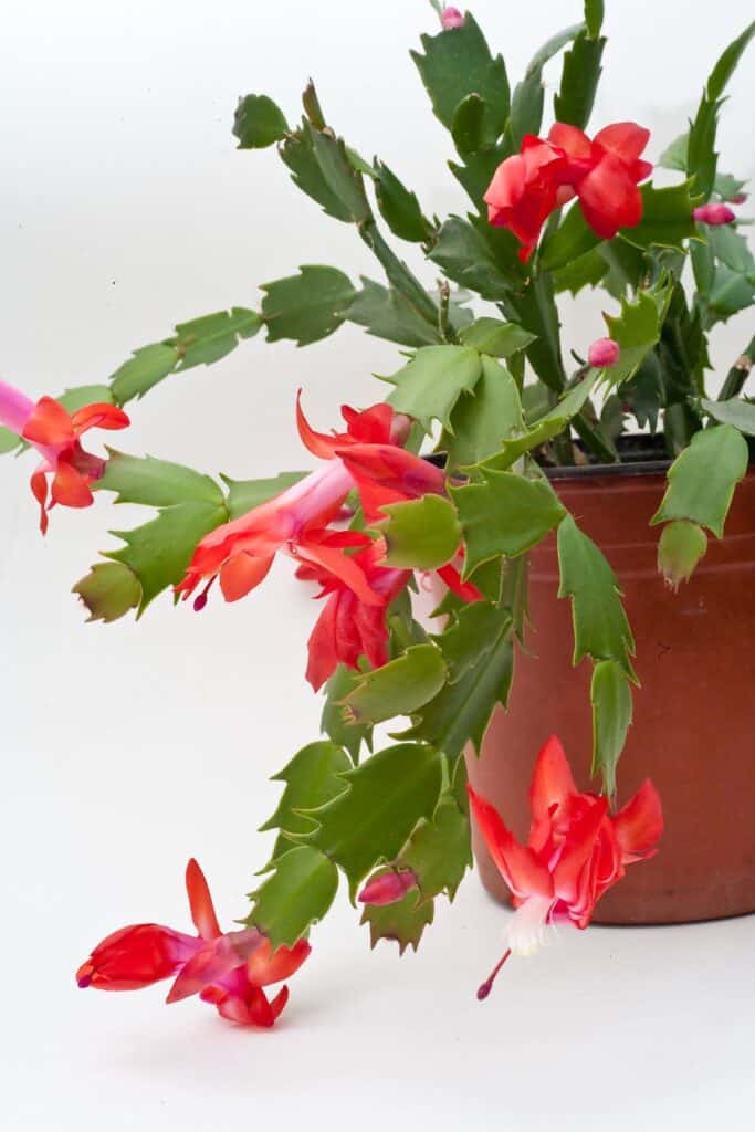 Christmas cactus in clay pot in bloom