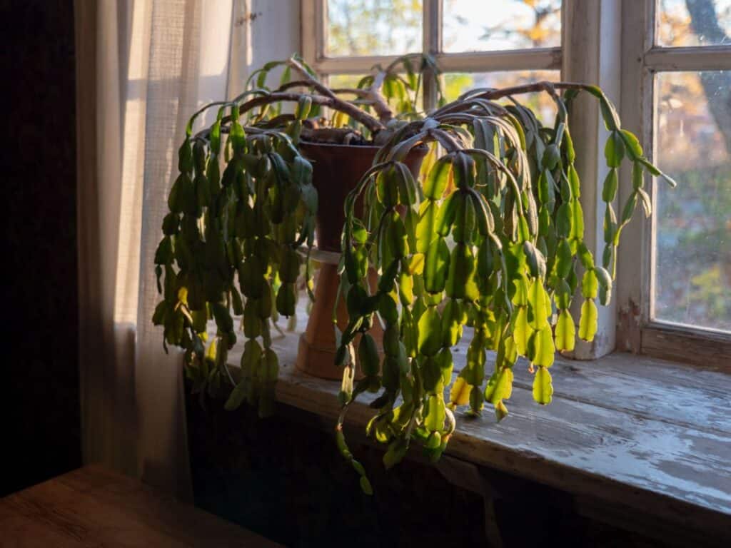 Christmas cactus with no blooms on window sill