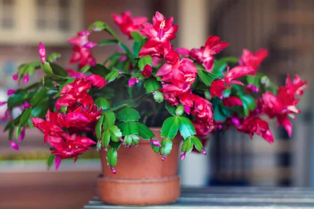 how to prune a Christmas cactus