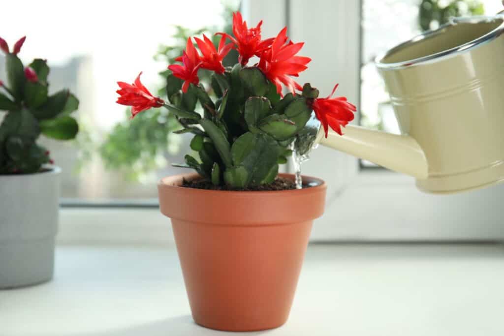 how to care for a Christmas cactus