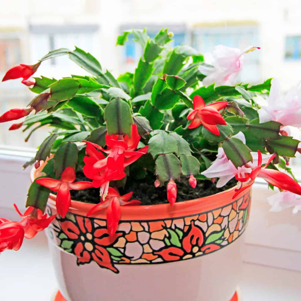 how to prune a Christmas cactus