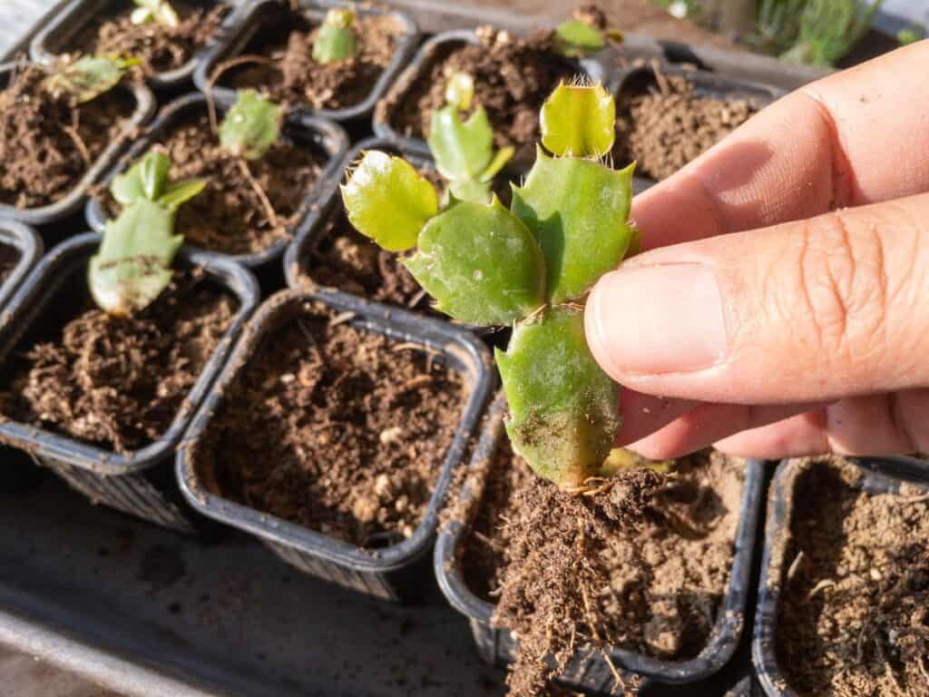 replanting Christmas cactus stems