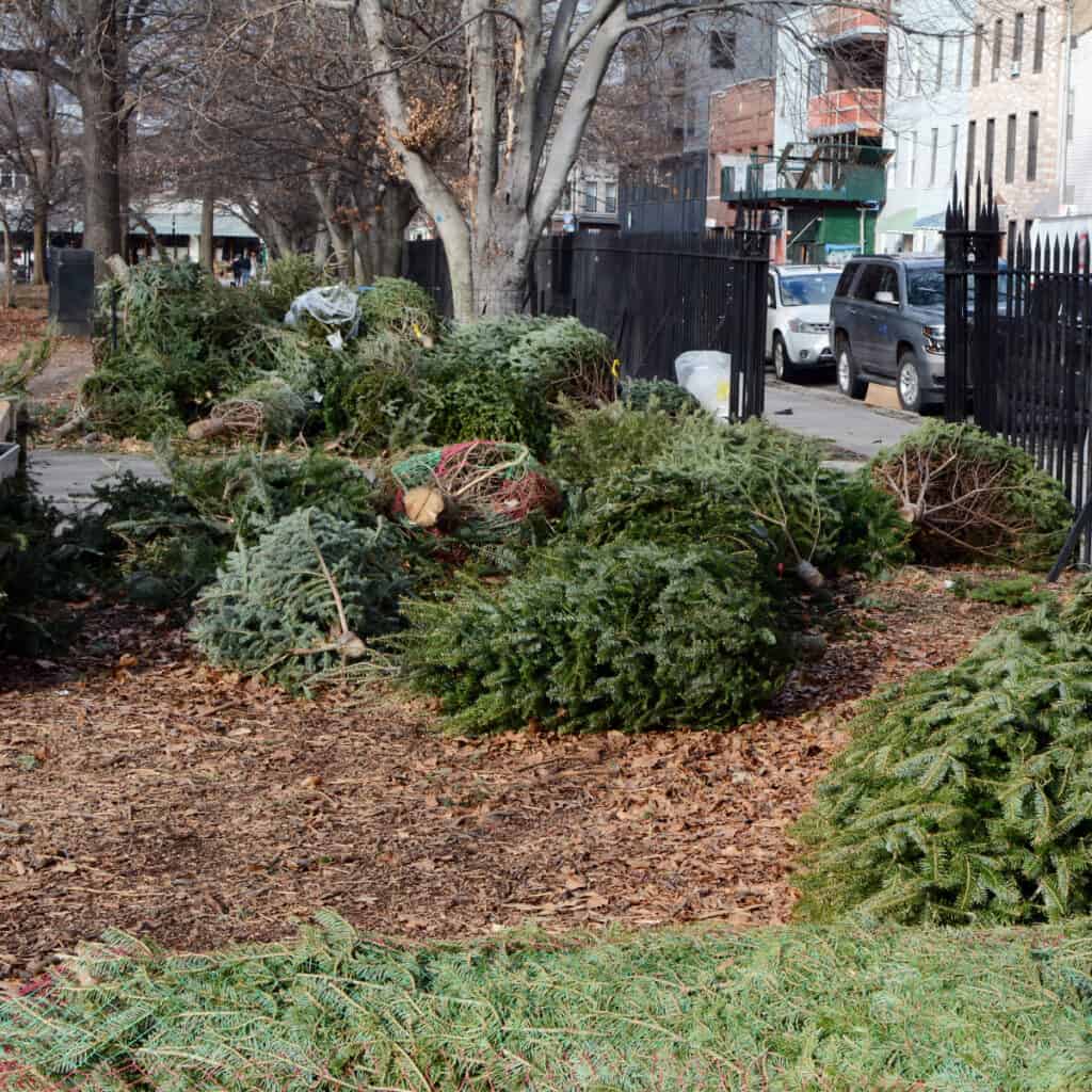 lots of old Christmas trees in city park