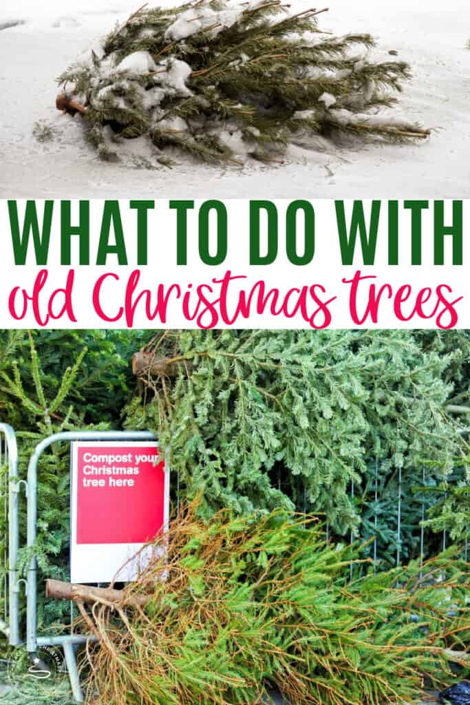 what to do with old Christmas trees