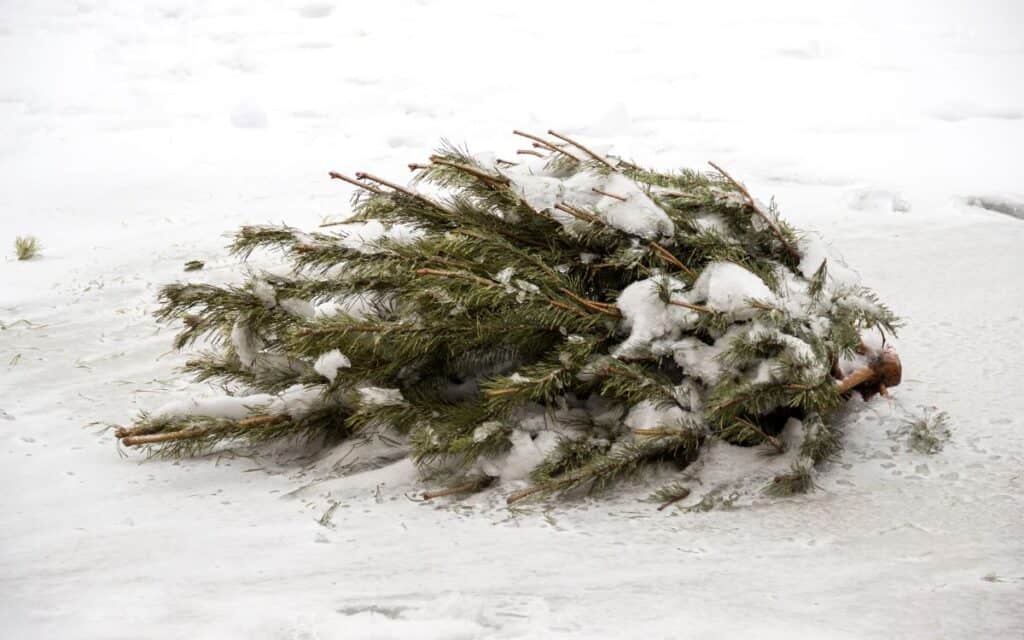 old Christmas tree out in the snow