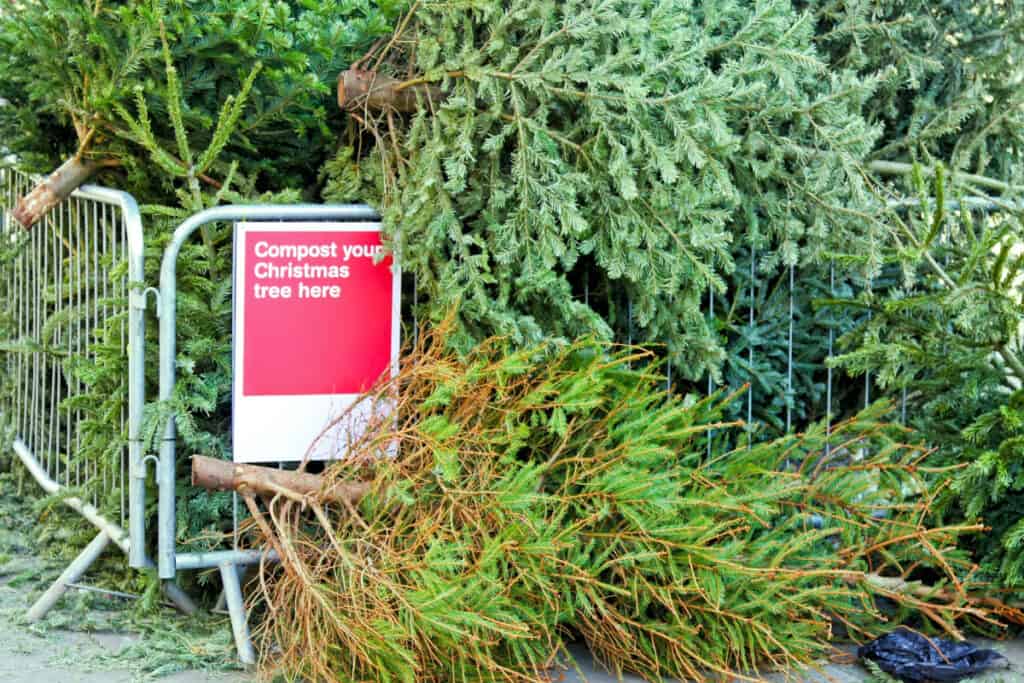 pile of old Christmas trees at compost site