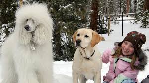 Zeus the golden retriever is a hero in THE DOG WHO SAVED CHRISTMAS